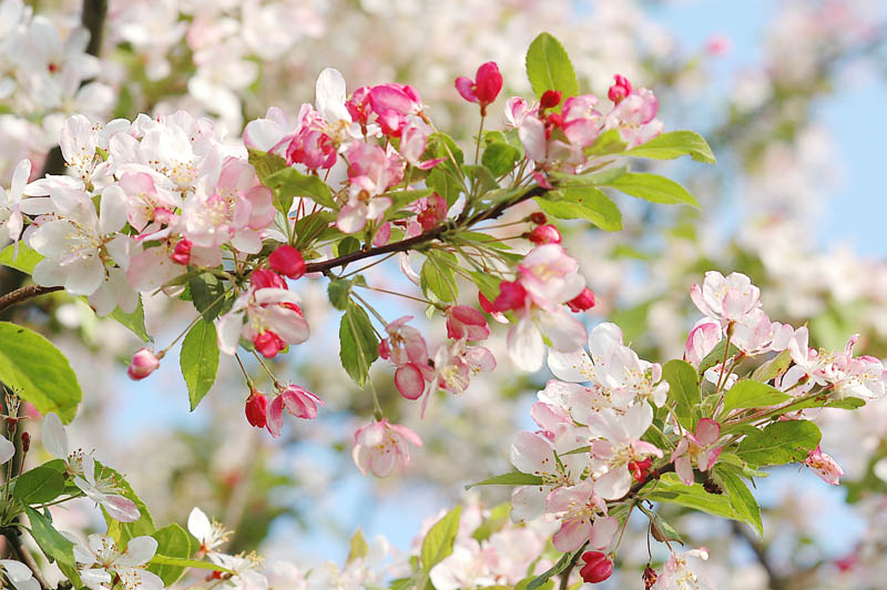 Floraison