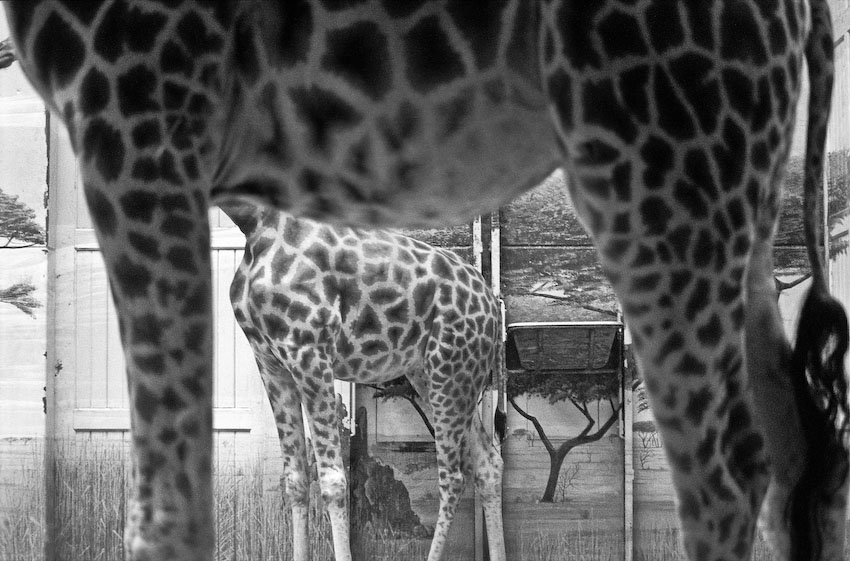 Savane ? Pas mal et toi ?