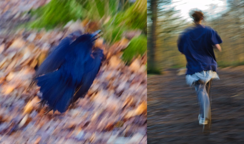 Oiseau bleu