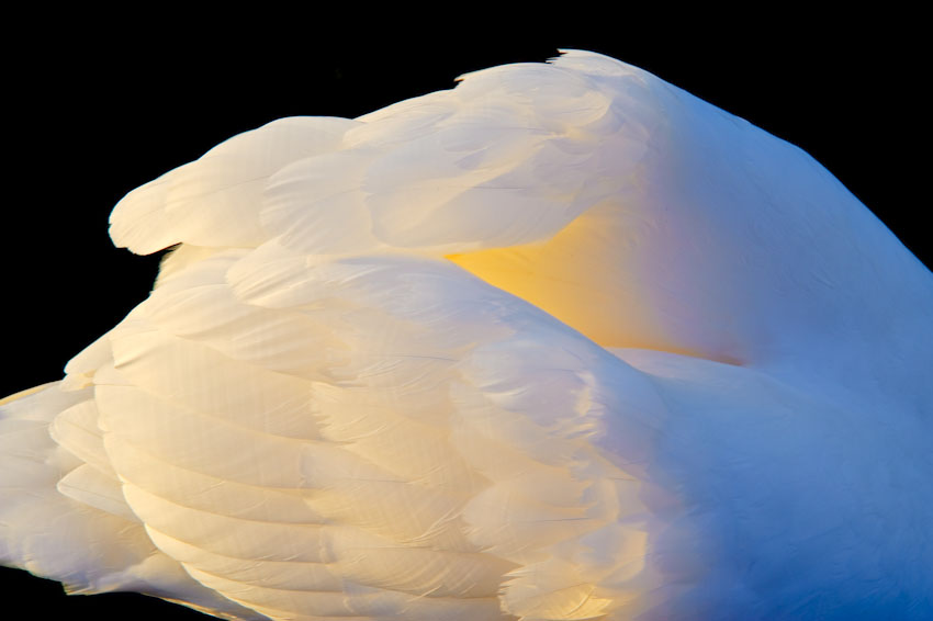 Cygne (1)