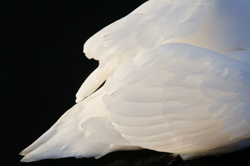 Cygne (2)