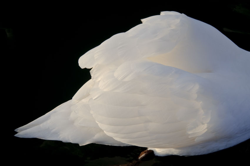 Cygne (3)