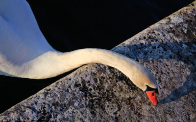 Cygne (5)