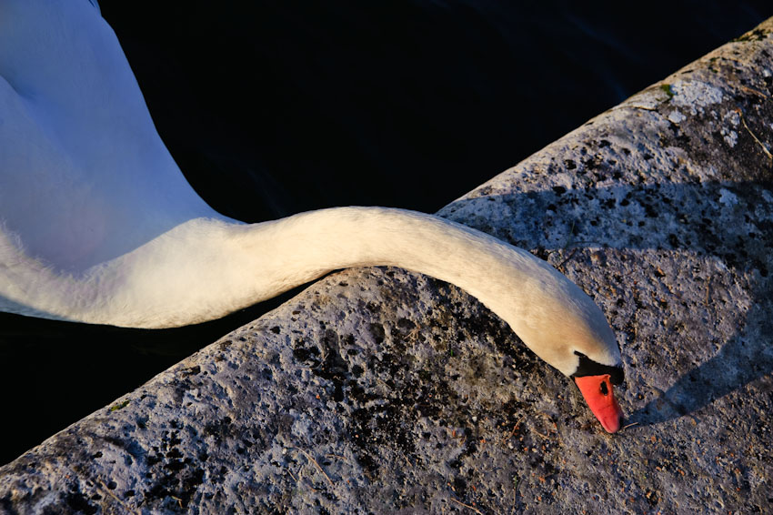 Cygne (5)