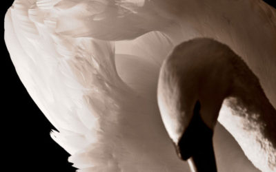 Cygne (6)