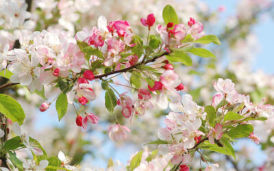Floraison