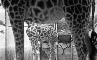 Savane ? Pas mal et toi ?