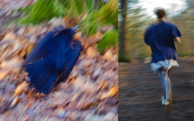 Oiseau bleu