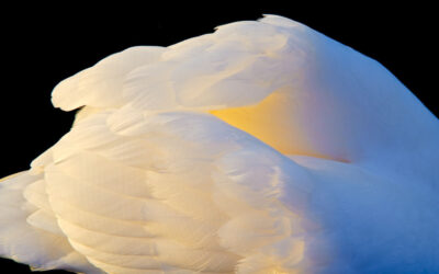 Cygne (1)