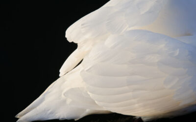 Cygne (2)