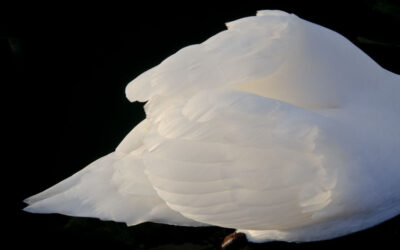 Cygne (3)