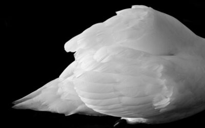Cygne (4)