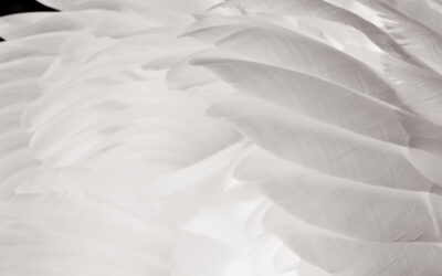Cygne (7)