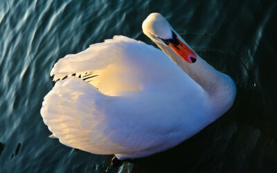 Cygne (8)